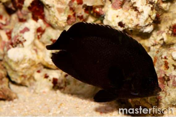 Midnight Angelfish