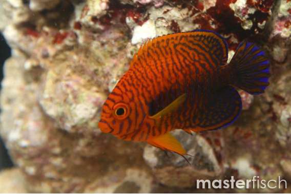Russet angelfish