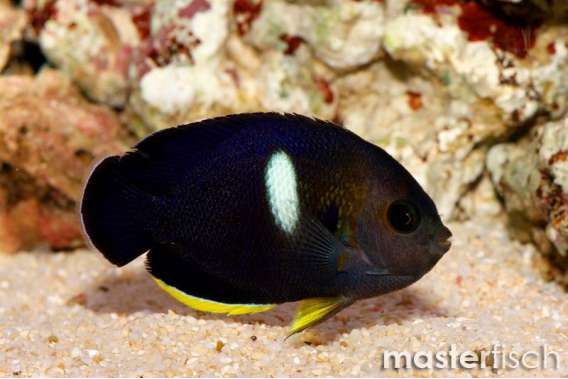 Keyhole Angelfish