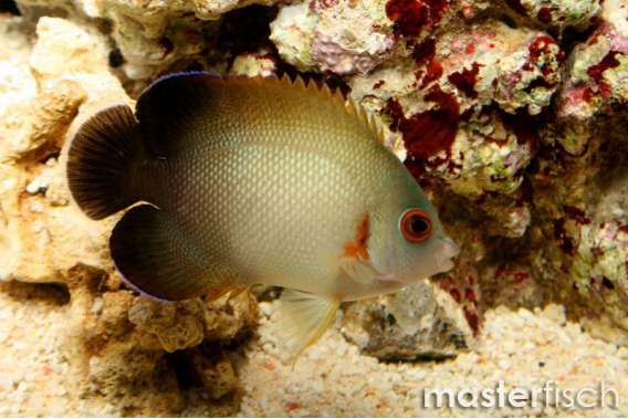 Pearl-Scaled Angelfish