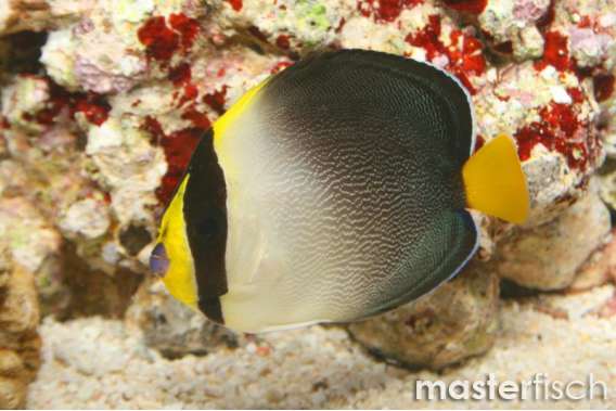 Vermiculated angelfish