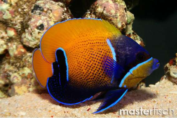 Blue-Girdled Angelfish