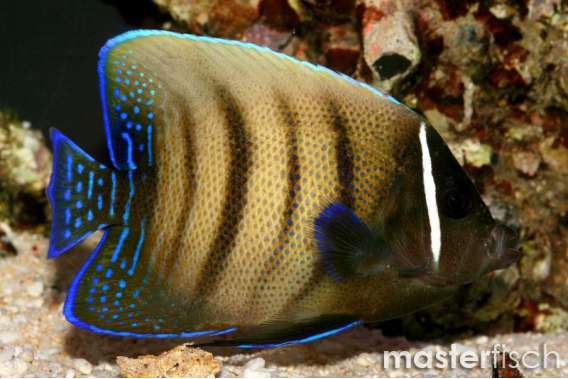 Six-Banded Angelfish
