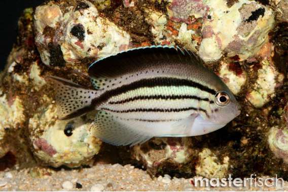 Lamarck's Angelfish