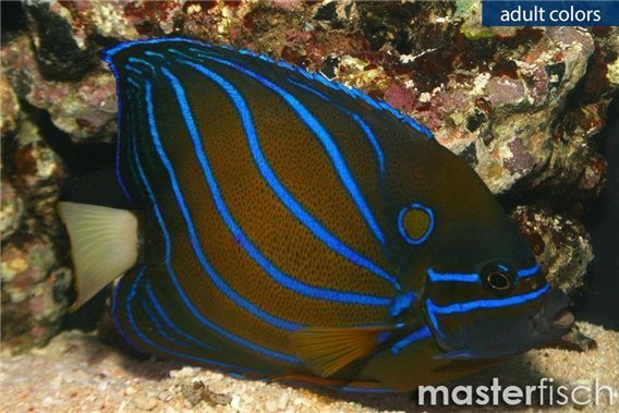 Blue-Ring Angelfish
