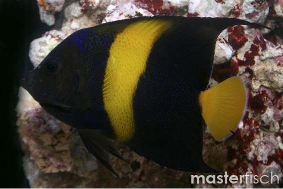 Arabian angelfish (bred)