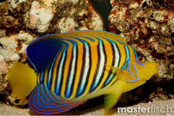Regal angelfish (Red sea)