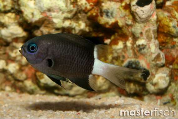 Chocolatedip chromis (Pycnochromis dimidiata)