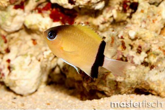 Black-Bar Chromis (Pycnochromis retrofasciata)