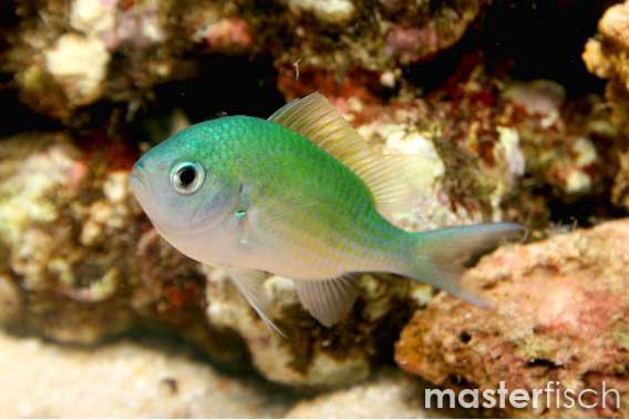 Blue-Green Chromis