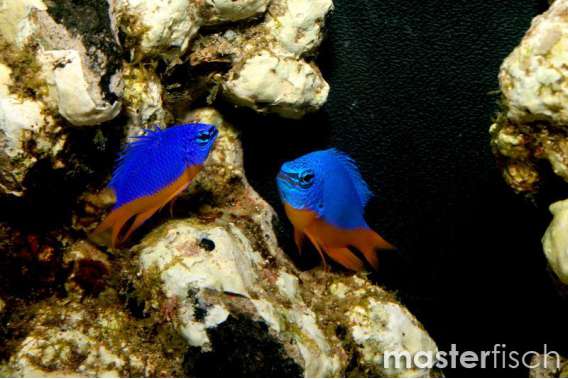 Blue Yellow Belly Damsel