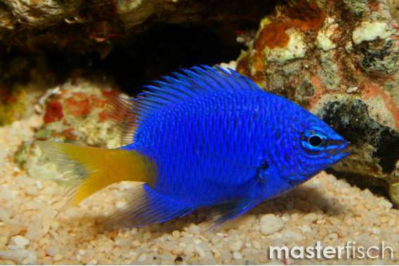 Yellow-tail Azure Damsel