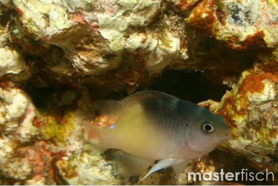 Rolland's Damsel