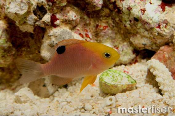 Talbot's Damsel