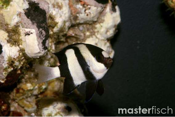 Whitetailed Damsel