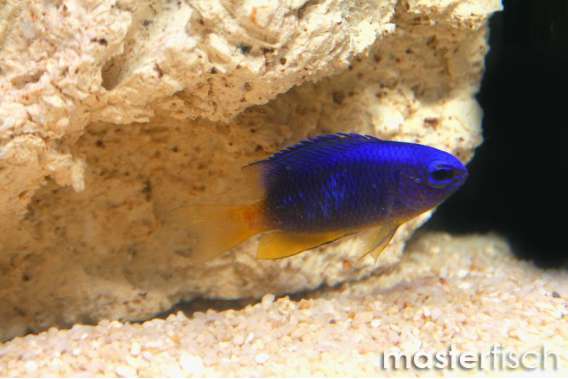 Blue Damsel Yellowtail (bred)