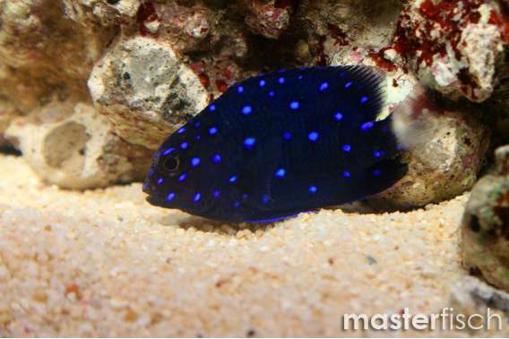 Jewel Damsel