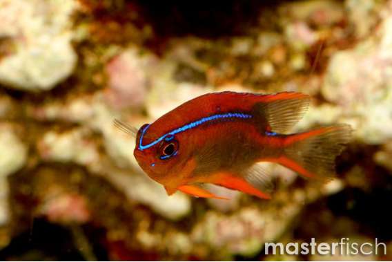 Blue-striped Red Damsel