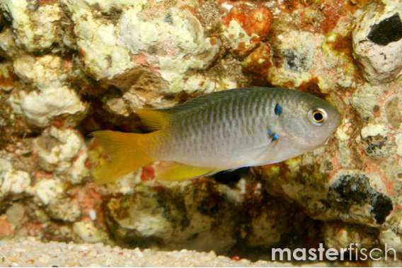 Yellow-tail damsel