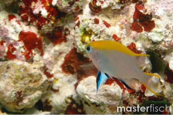 Yellow-striped Damsel