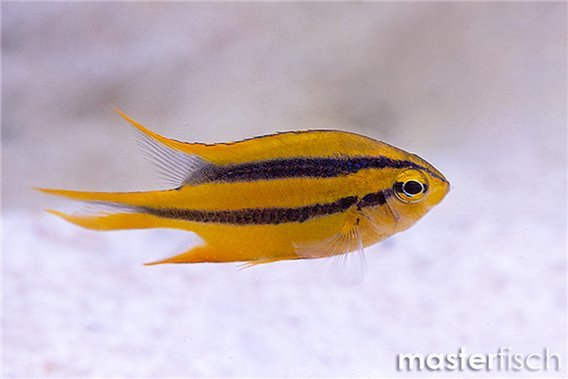 Black-and-gold chromis
