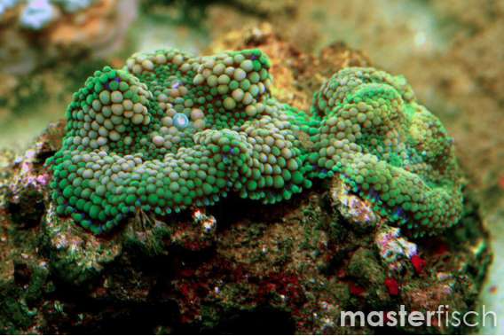 Ricordea florida Green / Yellow