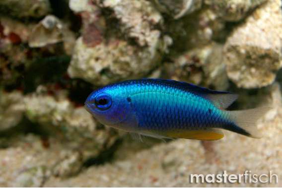 Allen's Damsel