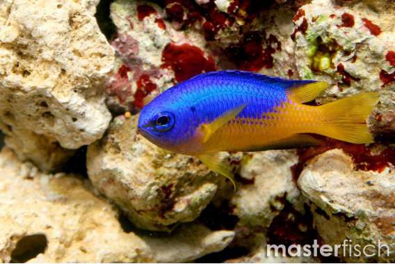 Goldbelly Damsel