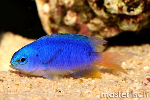 Caerulean damsel