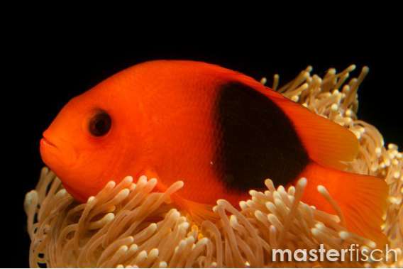 Saddle Clownfish
