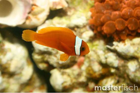 Tomato Anemonefish