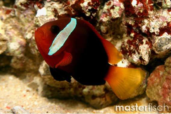 Black Anemonefish