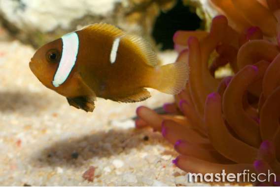 Black Anemonefish (bred)