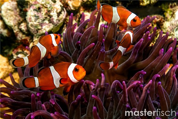 Clown Anemonefish (Clownfish) - bred
