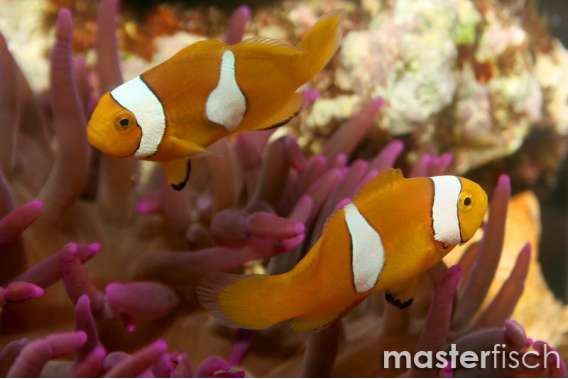 Misbar Percula Clownfish (bred)