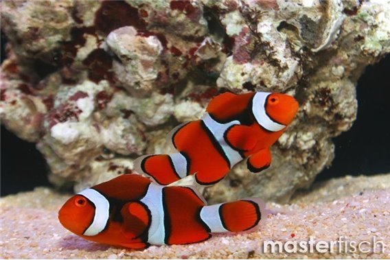 Black Percula Clownfish