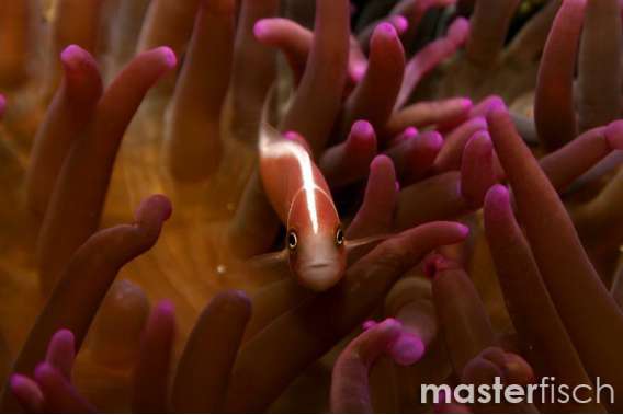 Pink skunk Anemonefish (bred)
