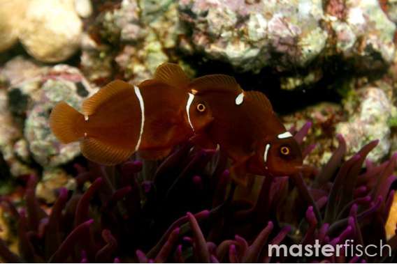 Spine-Cheeked Clownfish (bred)