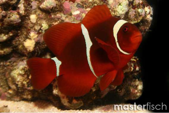 Spine-Cheeked Clownfish