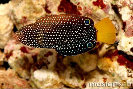Yellow-Tail Wrasse