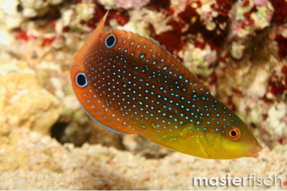 Yellowbreasted Wrasse