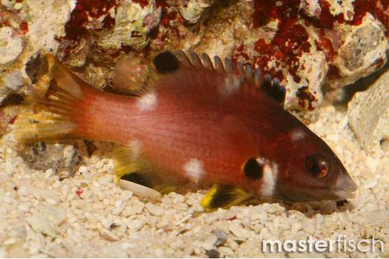 Coral Hogfish