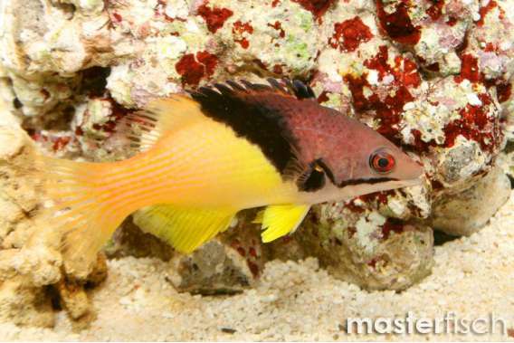 Eclipse Hogfish