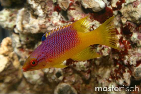 Spanish Hogfish