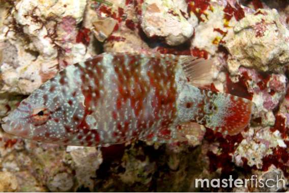 Red wrasse