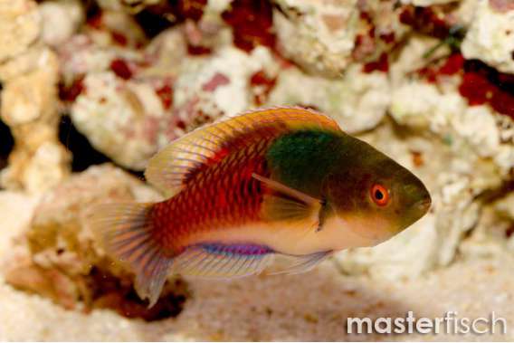 Blue-Sided Fairywrasse