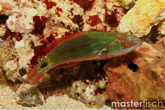 Exquisite Fairy-wrasse Pacific