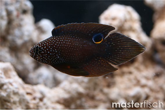 Calloplesiops argus