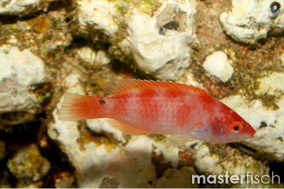 Red Bar Fairywrasse Female