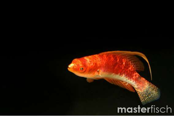 Yellow Filament Fairywrasse